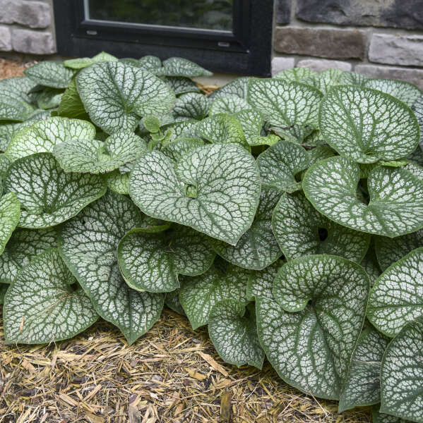 Brunnera macrophylla 'Jack of Diamonds'  Photo credit & courtesy of Walters Gardens, Inc