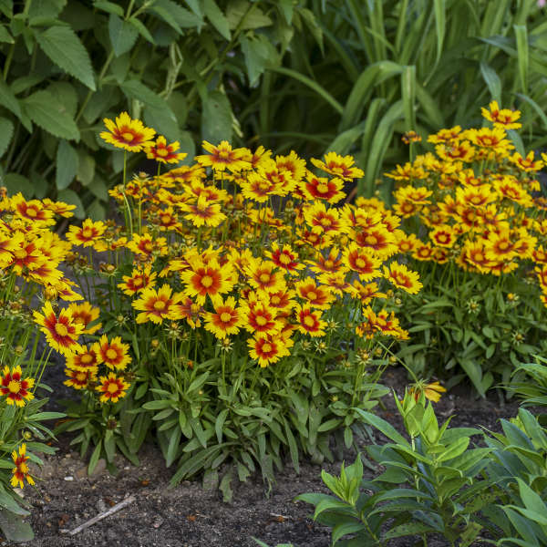 Coreopsis 'UPTICK™ Gold & Bronze' Photo credit & courtesy of Walters Gardens