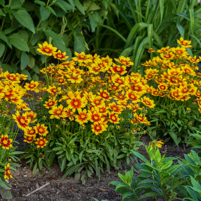 Coreopsis 'UPTICK™ Gold & Bronze' Photo credit & courtesy of Walters Gardens