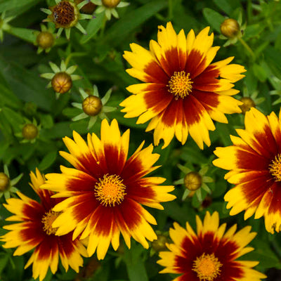 Coreopsis 'UPTICK™ Gold & Bronze' Photo credit & courtesy of Walters Gardens