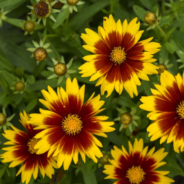 Coreopsis 'UPTICK™ Gold & Bronze' Photo credit & courtesy of Walters Gardens
