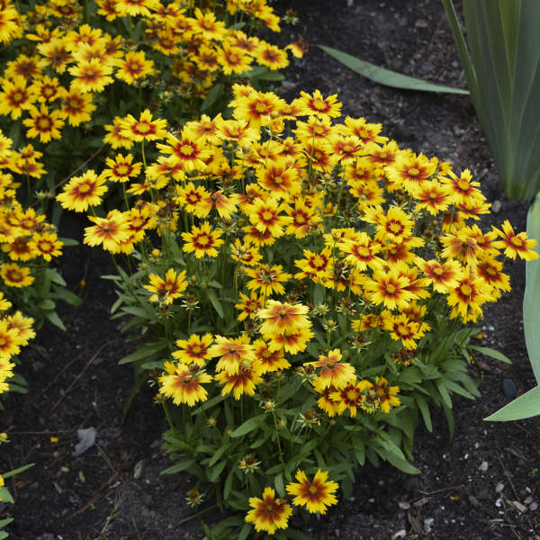 Coreopsis 'UPTICK™ Gold & Bronze' Photo credit & courtesy of Walters Gardens