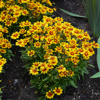 Coreopsis 'UPTICK™ Gold & Bronze' Photo credit & courtesy of Walters Gardens