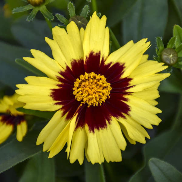 Coreopsis 'UPTICK™ Yellow & Red' Photo credit & courtesy of Walters Gardens