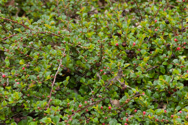 Cotoneaster "Cranberry" | Photo courtesy of Bailey Nursery