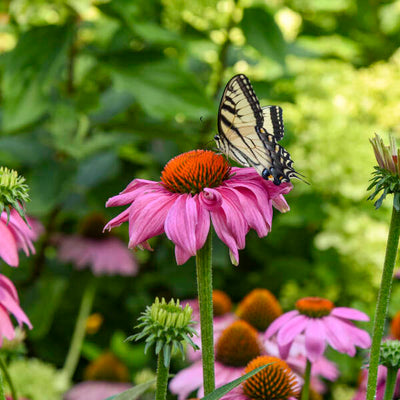 Echinacea-Coneflower 'SUMMERSONG™ Firefinch™'“ Photo credit & courtesy of Walters Gardens”.