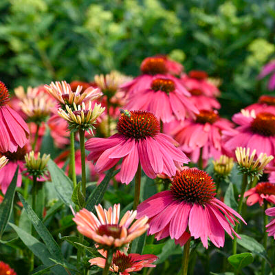 Echinacea-Coneflower 'SUMMERSONG™ Firefinch™'“ Photo credit & courtesy of Walters Gardens”.