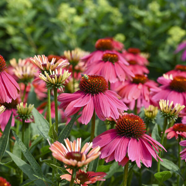 Echinacea-Coneflower 'SUMMERSONG™ Firefinch™'“ Photo credit & courtesy of Walters Gardens”.