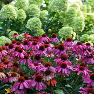 Echinacea-Coneflower 'SUMMERSONG™ Firefinch™'“ Photo credit & courtesy of Walters Gardens”.