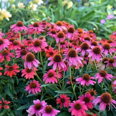 Echinacea-Coneflower 'SUMMERSONG™ Firefinch™'“ Photo credit & courtesy of Walters Gardens”.