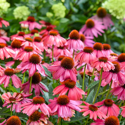 Echinacea-Coneflower 'SUMMERSONG™ Firefinch™'“ Photo credit & courtesy of Walters Gardens”.