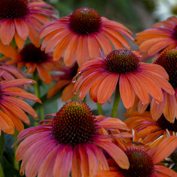 Echinacea-Coneflower 'Orange You Awesome' Photo credit & courtesy of Walters Gardens