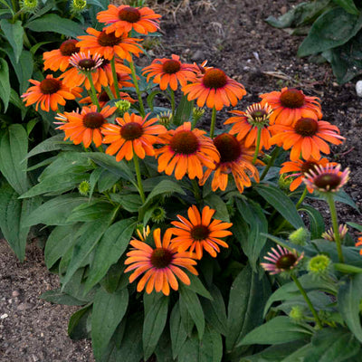Echinacea-Coneflower 'Orange You Awesome' Photo credit & courtesy of Walters Gardens