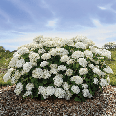 Hydrangea Flowerful Photo courtesy of Bailey Nurseries
