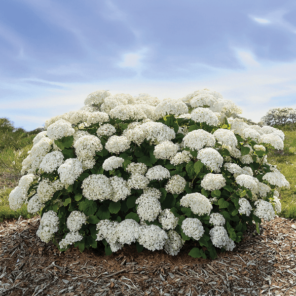 Hydrangea Flowerful Photo courtesy of Bailey Nurseries