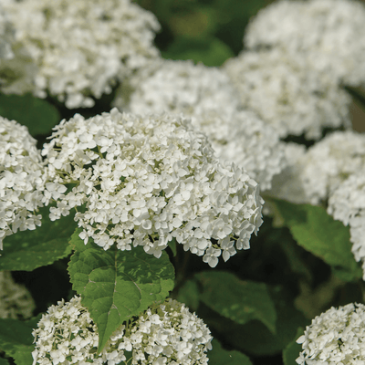 Hydrangea Flowerful Photo courtesy of Bailey Nurseries
