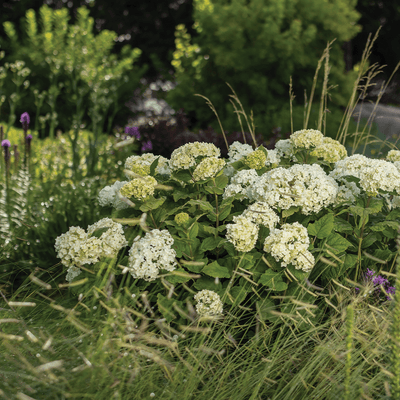 Hydrangea Flowerful Photo courtesy of Bailey Nurseries