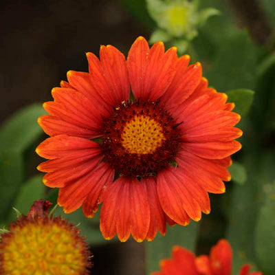 Gaillardia 'Arizona Red Shades' “Photo credit & courtesy of Walters Gardens"