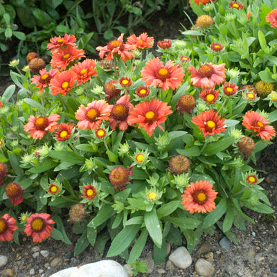 Gaillardia 'Arizona Red Shades' “Photo credit & courtesy of Walters Gardens"