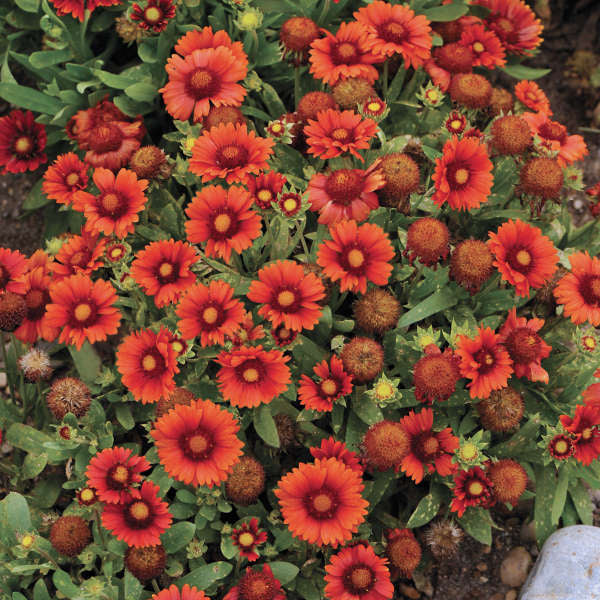 Gaillardia 'Arizona Red Shades' “Photo credit & courtesy of Walters Gardens"