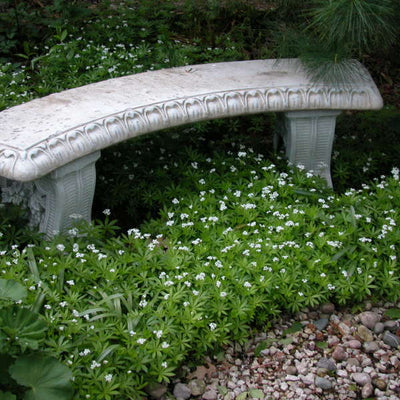 Galium Sweet Woodruff  Photo credit and courtesy of Walters Gardens