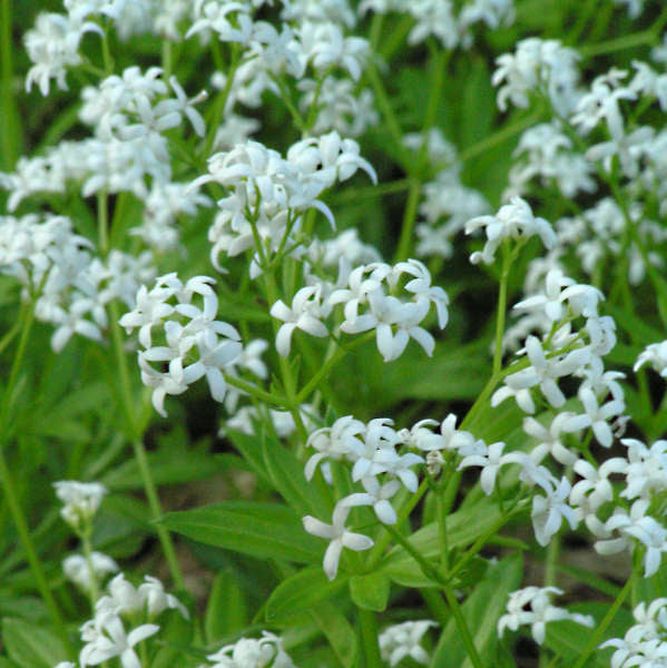 Galium Sweet Woodruff  Photo credit and courtesy of Walters Gardens