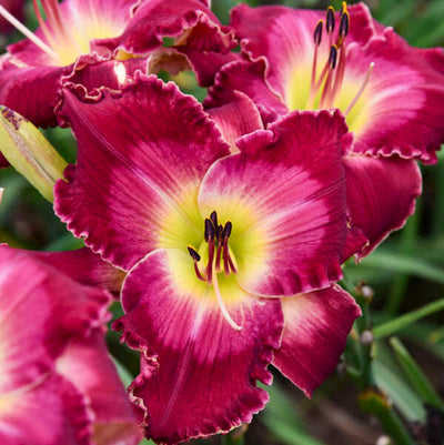 Hemerocallis-Daylily 'Blood Sweat & Tears' Photo credit and courtesy of Walters Gardens, Inc.