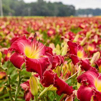 Hemerocallis-Daylily 'Blood Sweat & Tears' Photo credit and courtesy of Walters Gardens, Inc.