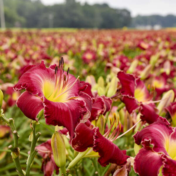 Hemerocallis-Daylily 'Blood Sweat & Tears' Photo credit and courtesy of Walters Gardens, Inc.