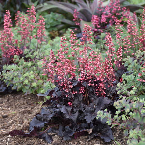 Heuchera-Coral bells 'Timeless Night' Photo credit & courtesy of Walters Gardens