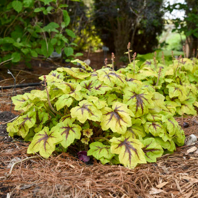 Heucherella 'Catching Fire' Photo credit & courtesy of Walters Gardens Inc.