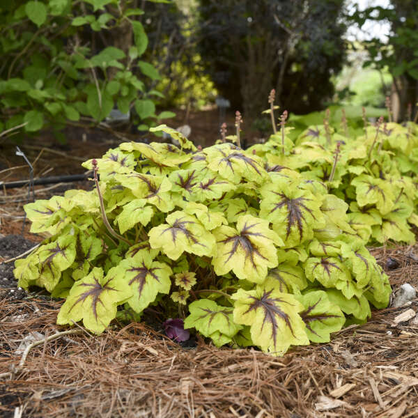Heucherella 'Catching Fire' Photo credit & courtesy of Walters Gardens Inc.