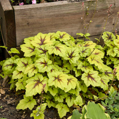 Heucherella 'Catching Fire' Photo credit & courtesy of Walters Gardens Inc.