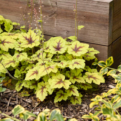 Heucherella 'Catching Fire' Photo credit & courtesy of Walters Gardens Inc.