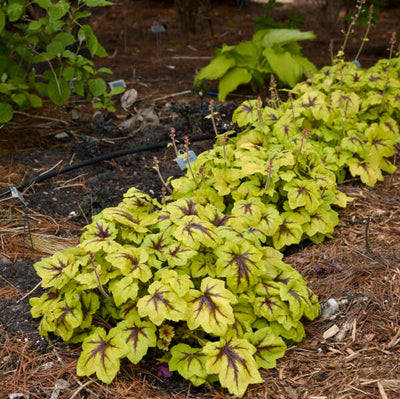 Heucherella 'Catching Fire' Photo credit & courtesy of Walters Gardens Inc.