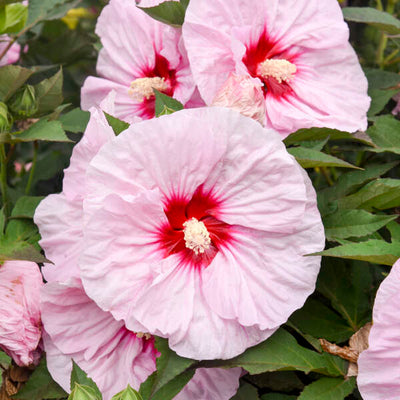 Hibiscus 'All Eyes On Me' Photo credit & courtesy of Walters Gardens, Inc.