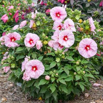 Hibiscus 'All Eyes On Me' Photo credit & courtesy of Walters Gardens, Inc.