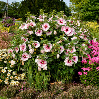 Hibiscus 'Angel Eyes' Photo credit & courtesy of Walters Gardens, Inc.