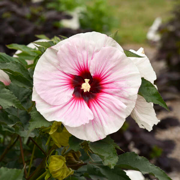 Hibiscus 'Angel Eyes' Photo credit & courtesy of Walters Gardens, Inc.