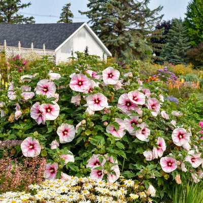 Hibiscus 'Angel Eyes' Photo credit & courtesy of Walters Gardens, Inc.
