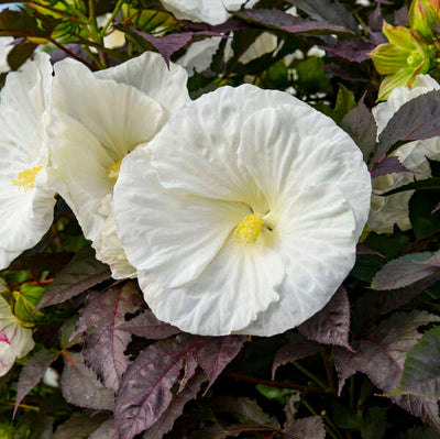 Hibiscus 'Cookies & Cream' Photo credit & courtesy of Walters Gardens, Inc.
