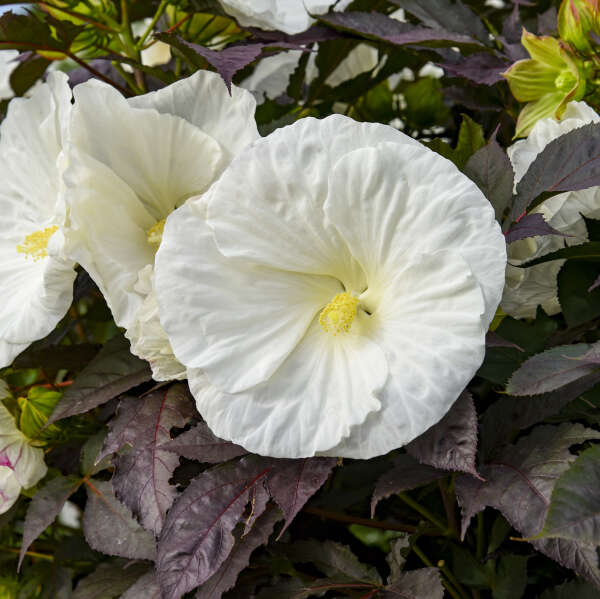 Hibiscus 'Cookies & Cream' Photo credit & courtesy of Walters Gardens, Inc.