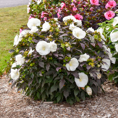 Hibiscus 'Cookies & Cream' Photo credit & courtesy of Walters Gardens, Inc.