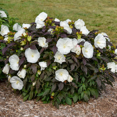 Hibiscus 'Cookies & Cream' Photo credit & courtesy of Walters Gardens, Inc.