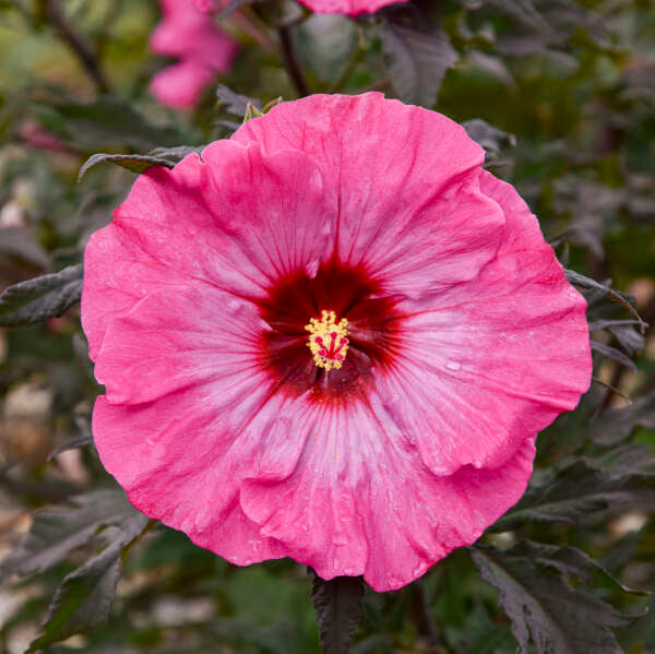 Hibiscus 'Inner Glow' Photo credit & courtesy of Walters Gardens, Inc.