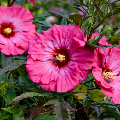 Hibiscus 'Inner Glow' Photo credit & courtesy of Walters Gardens, Inc.