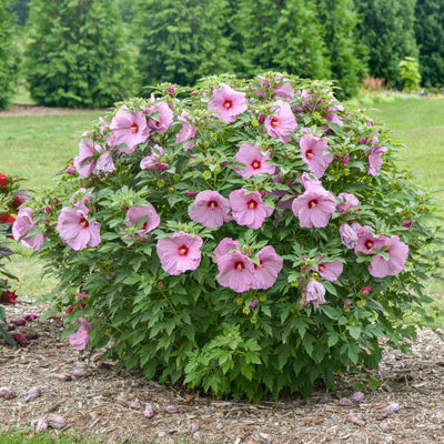 Hibiscus 'Lilac Crush'Photo credit & courtesy of Walters Gardens Inc.