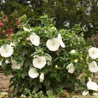 Hibiscus 'Marshmallow Moon' Photo credit & courtesy of Walters Gardens, Inc.