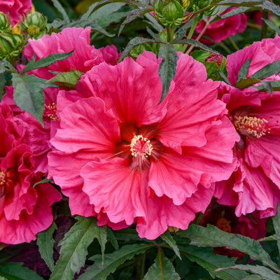 Hibiscus 'Watermelon Ruffles' Photo credit & courtesy of Walters Gardens, Inc.