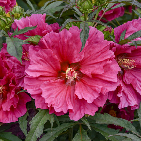 Hibiscus 'Watermelon Ruffles' Photo credit & courtesy of Walters Gardens, Inc.